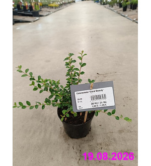 Cotoneaster 'Coral Beauty' C 1 L